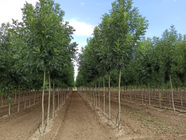 Ornamental Trees, Shrubs and Perennials