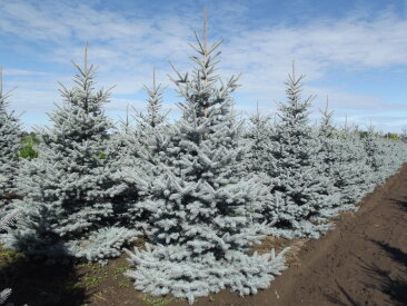 Conifers