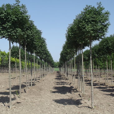 Fraxinus ornus 'Mecsek'