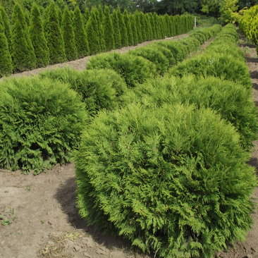 Thuja occidentalis 'Little Champion'
