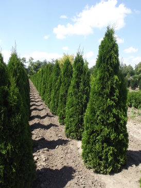 Thuja occidentalis 'Smaragd'