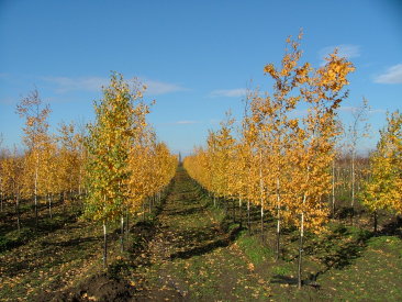 Betula pendula