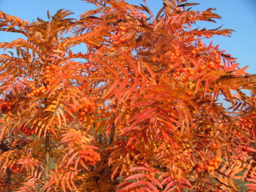 Sorbus commixta 'Tekeres'