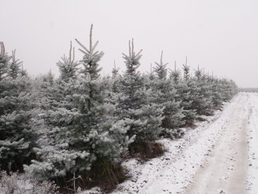 Nursery in winter