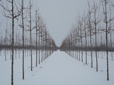 Acer campestre 'Elsrijk'