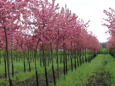 Flowering nursery