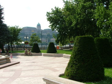 Budapest (Vigadó tér) - Taxus baccata