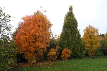 Botanikus kert
