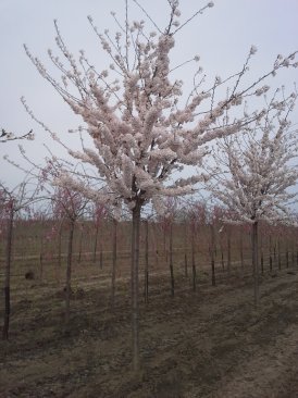 Prunus yedoensis 