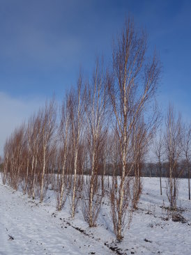 Betula pendula 'Fastigiata'