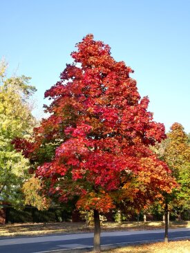 Acer platanoides 'Cinóber'®