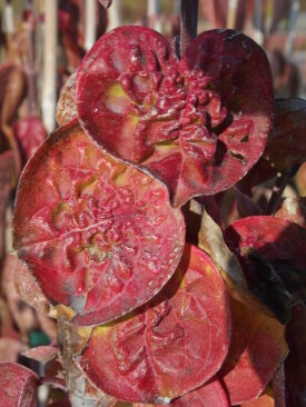 Cornus mas 'Medál'® őszi színekben