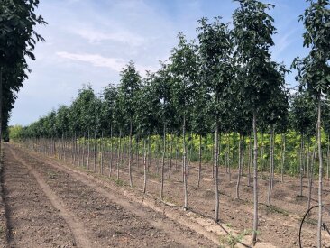 Fraxinus ornus 'Tas'®