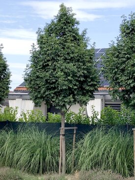 Fraxinus ornus 'Tas'®