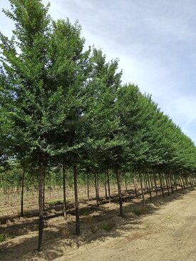Ulmus pumila 'Hajdú'®