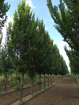 Ulmus minor 'Sudár'®