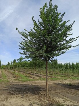 Ulmus pumila 'Kun'®