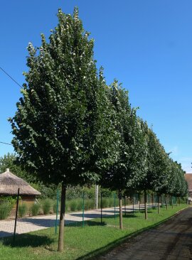 Tilia tomentosa 'Sisi'®