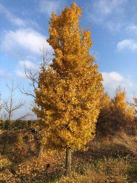 Ginkgo biloba 'Hunor'® őszi színekben