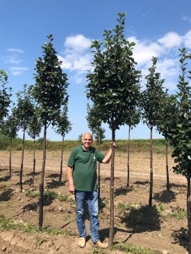 Barabits Elemér és a Sorbus latifolia 'Rezi'®