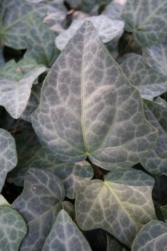 Hedera colchica 'Marmor'®