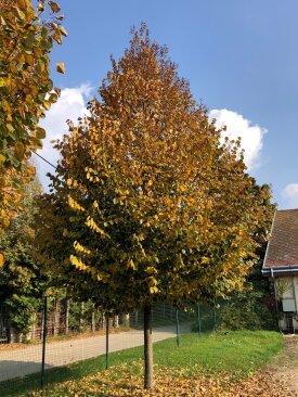 Tilia tomentosa 'Sisi'® ősszel
