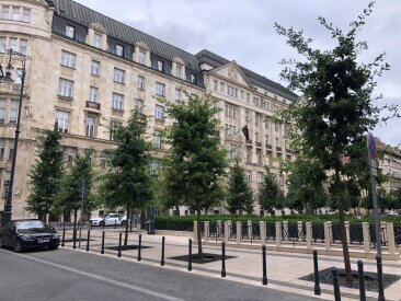 Budapest, József Nádor tér - Quercus robur