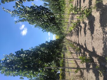 Tilia tomentosa 'Sisi'®