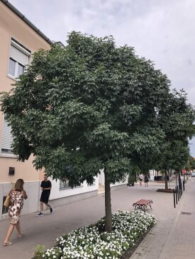 Fraxinus ornus 'Villány'