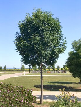 Fraxinus ornus 'Huba'®