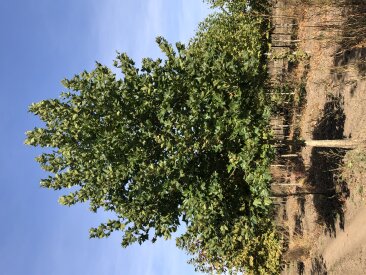 Platanus acerifolia 'Smaragd'®