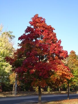 Acer platanoides 'Cinóber'®