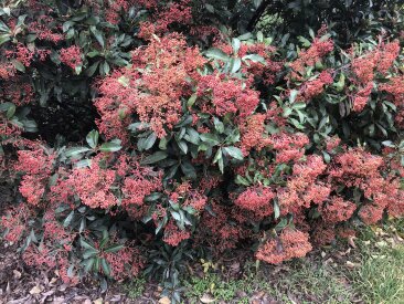 Photinia serratifolia 'Typ. Barabits'