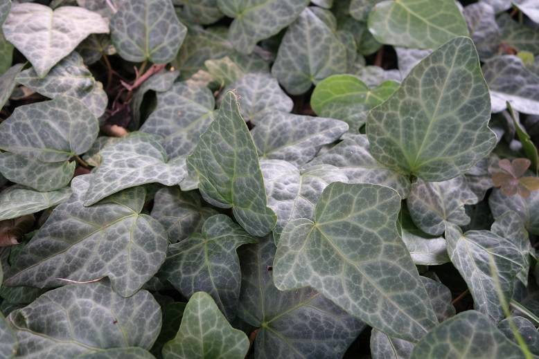 HEDERA COLCHICA 'MARMOR' ®