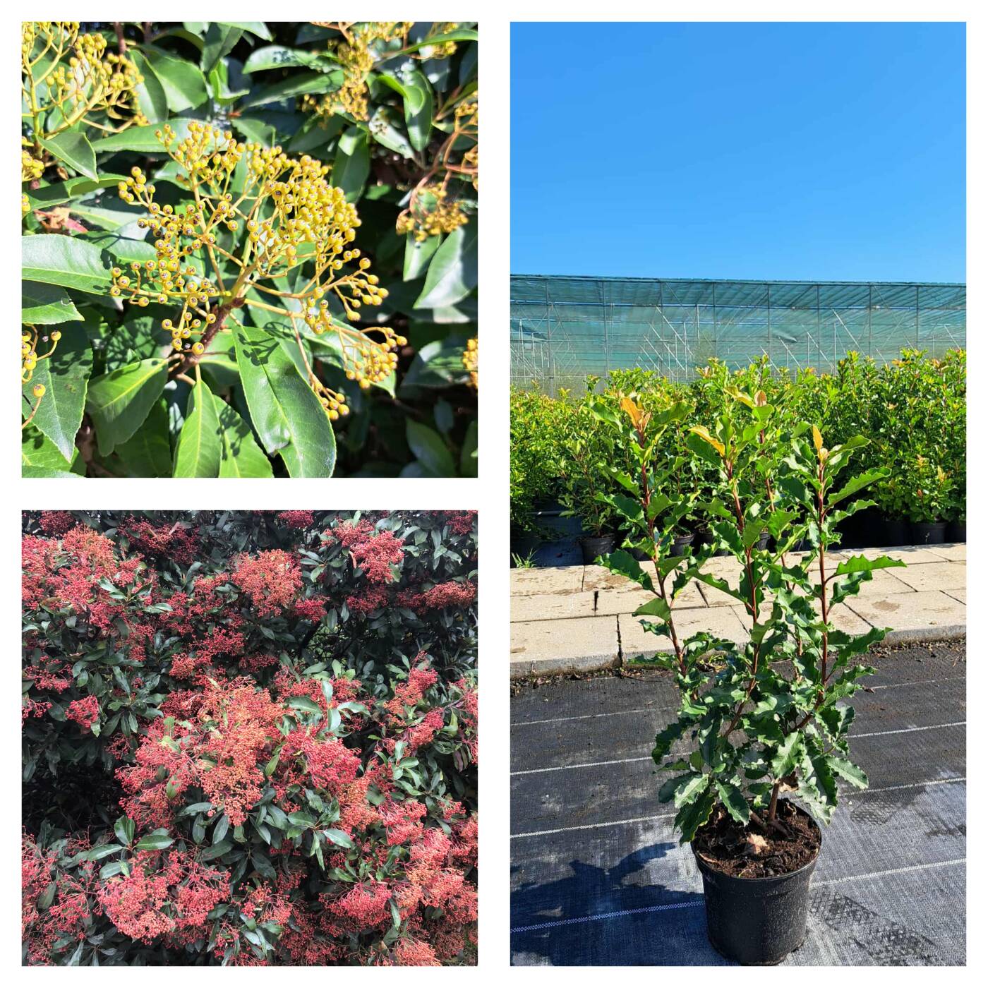 Photinia serratifolia Typ. Barabits –  hazai viszonyokra általunk nemesített különlegesség!