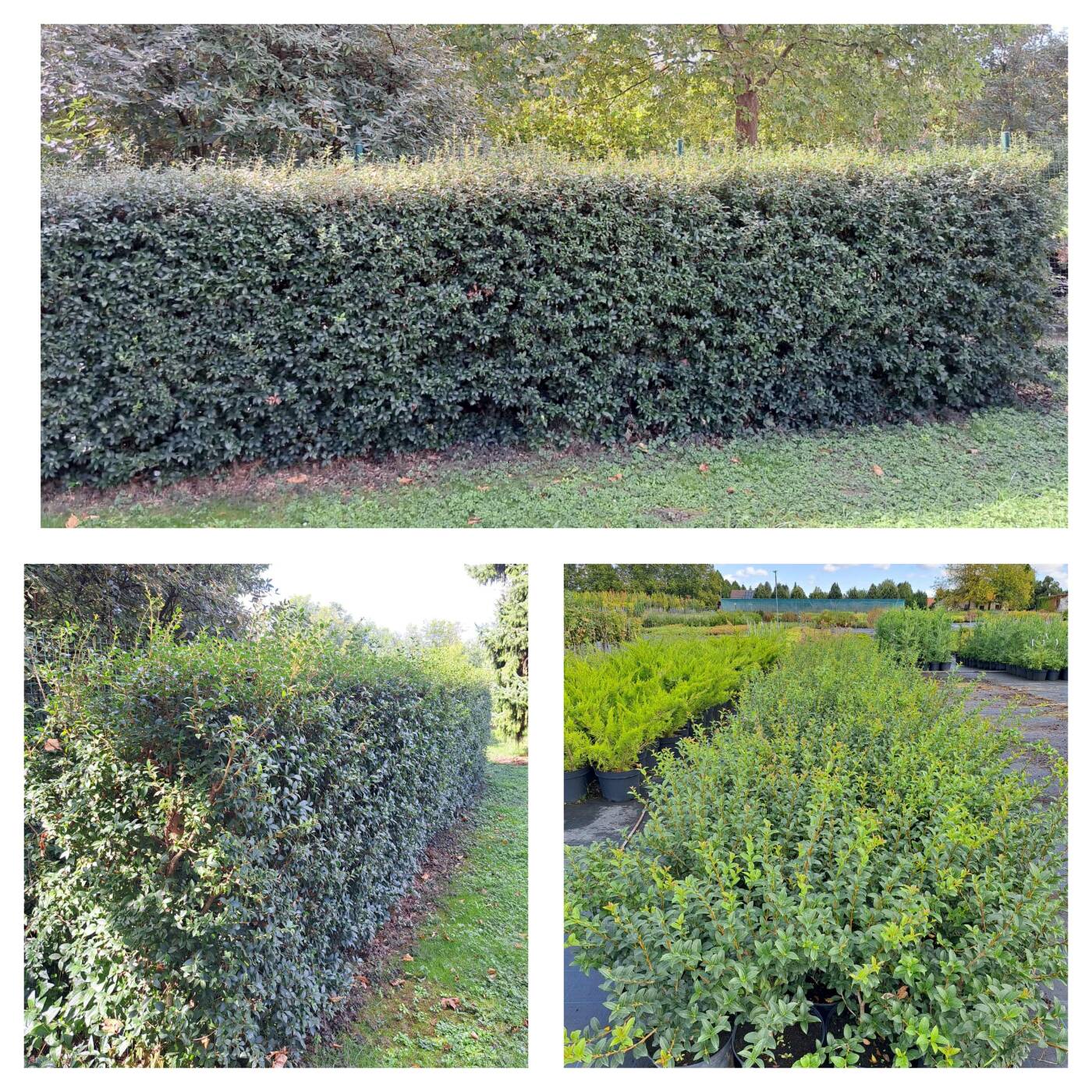 Osmanthus × burkwoodii – elegáns, illatos örökzöld!