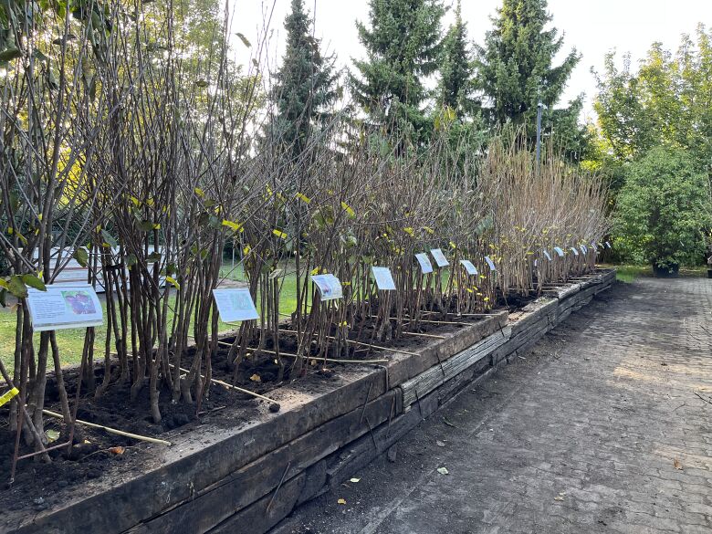 Szabadgyökeres gyümölcsoltvány kínálatunk: