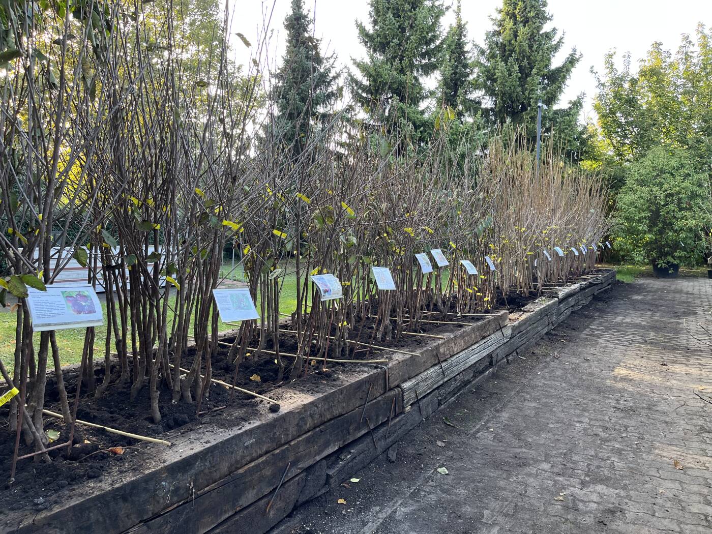 Szabadgyökeres gyümölcsoltvány kínálatunk: