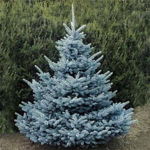 Vágott fenyő vásár 2025.12.05-től!