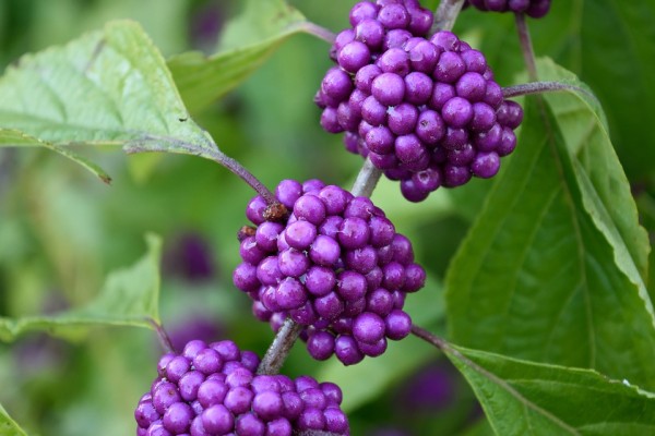CALLICARPA - Lilabogyó