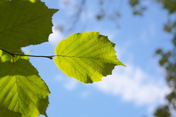 CORYLUS - Mogyoró