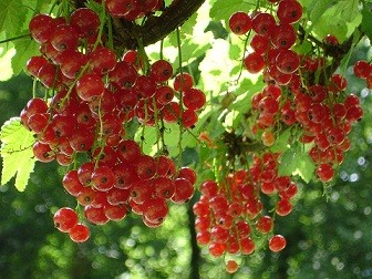 Ribiszke / currant / Johannisbeere