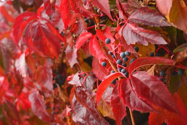 PARTHENOCISSUS - Borostyánszőlő
