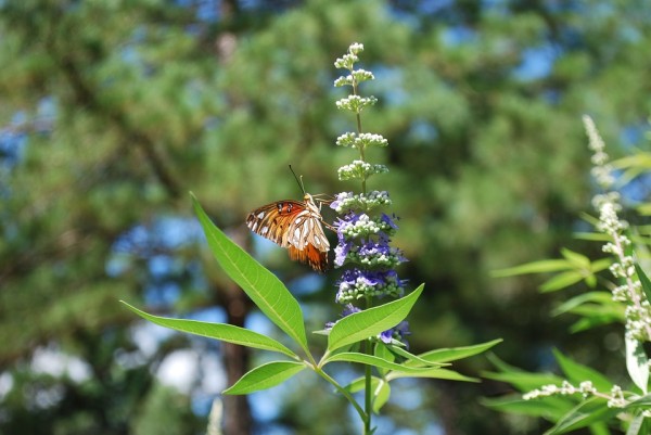 VITEX
