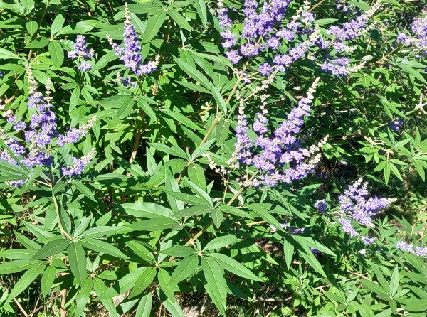 VITEX - Illatos barát cserje