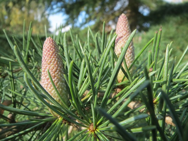 CEDRUS - Cédrus